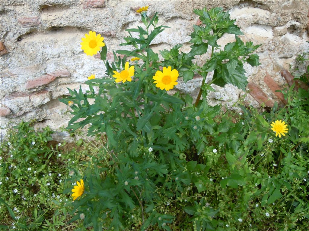 Glebionis segetum / Crisantemo campestre